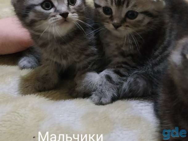 Шотландские вислоухие котята, фотография 3
