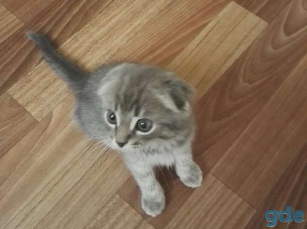 Продается котёнок, фотография 6
