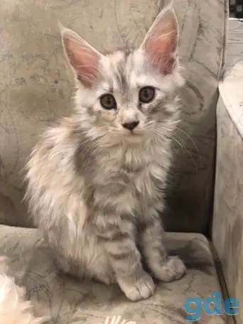 Котёнок мейн-кун (девочка), фотография 2
