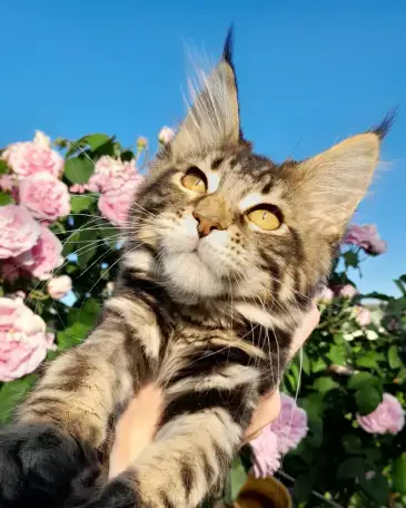Мейн кун, фотография 1