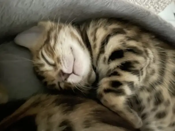 Котята бенгалы, фотография 8