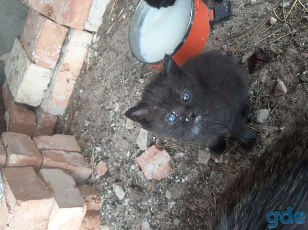 Котята, фотография 1