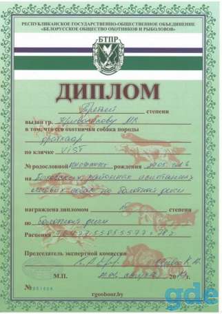 Щенки дратхаара, фотография 8