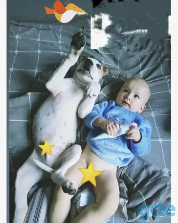 Питбуль Смарти 1.5года, фотография 3