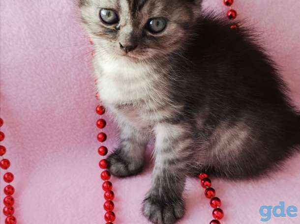 Шотландские котята, фотография 5