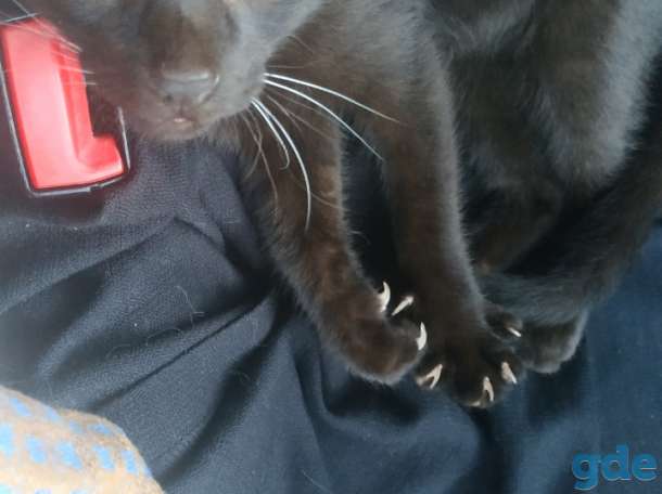 Горячие коты, фотография 3