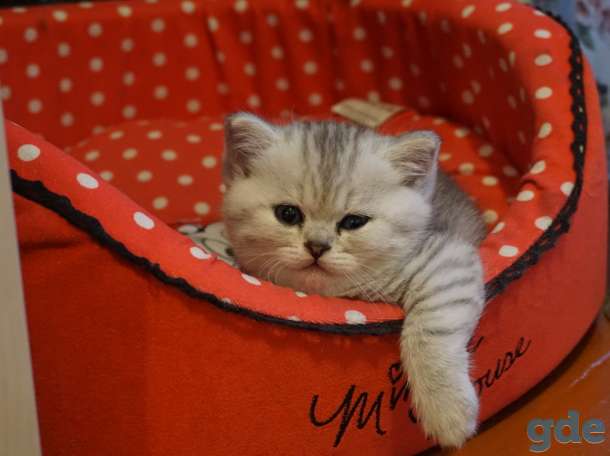 Котята ищут дом, фотография 3
