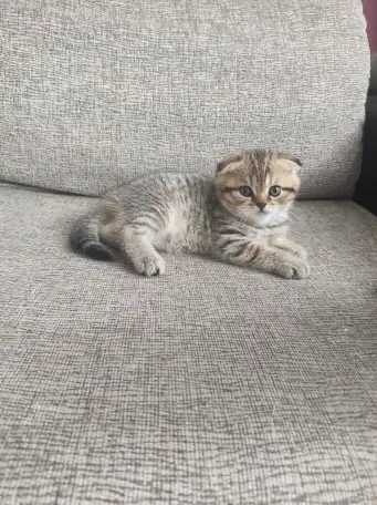 Продам котят, фотография 2