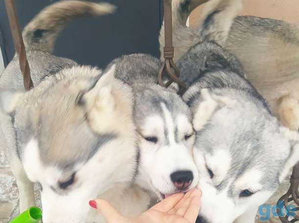 Щенки хаски, фотография 3