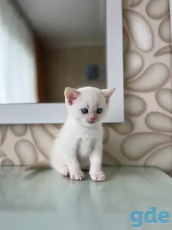 Шотландские котята, фотография 1