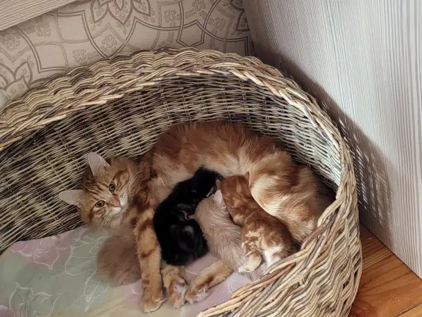 Курильский бобтейл котята, фотография 1