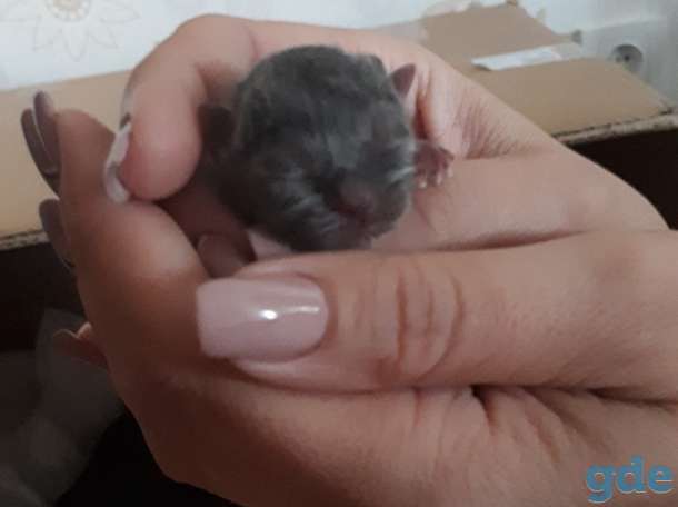 Британский котенок, фотография 9