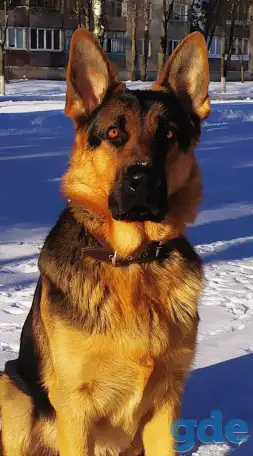 Вязка, фотография 2
