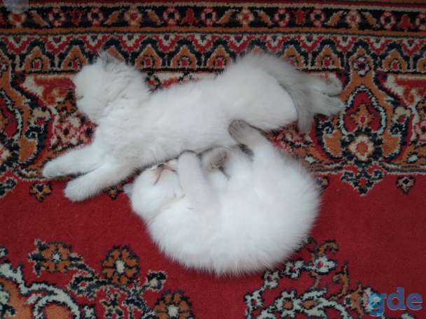 Шотландские котята, фотография 7
