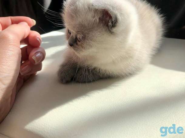 Экзотическая короткошёрстная, фотография 9