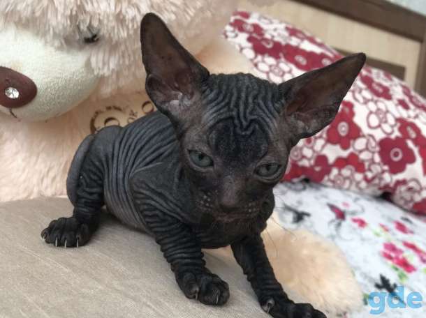 Котята сфинкс, фотография 2