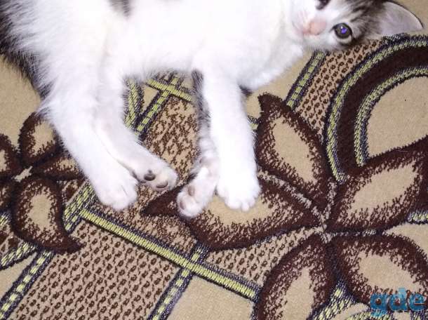 отдам котенка в хорошие руки, фотография 1