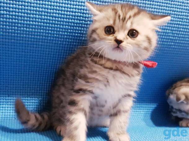 Шотландский котята, фотография 7
