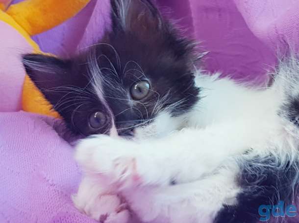 Котята бесплатно., фотография 5