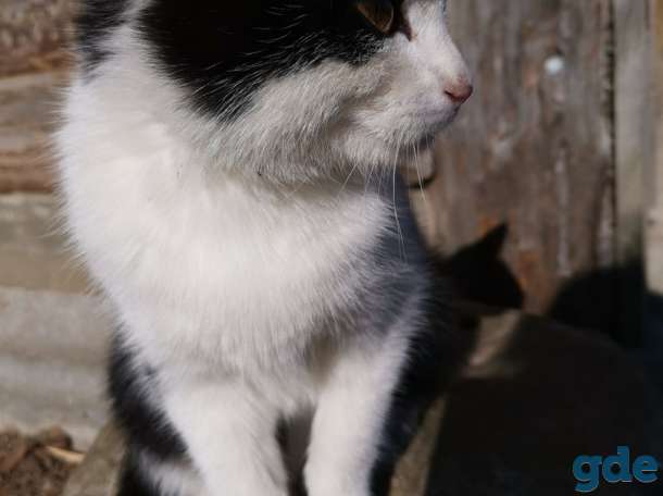 кот, фотография 1