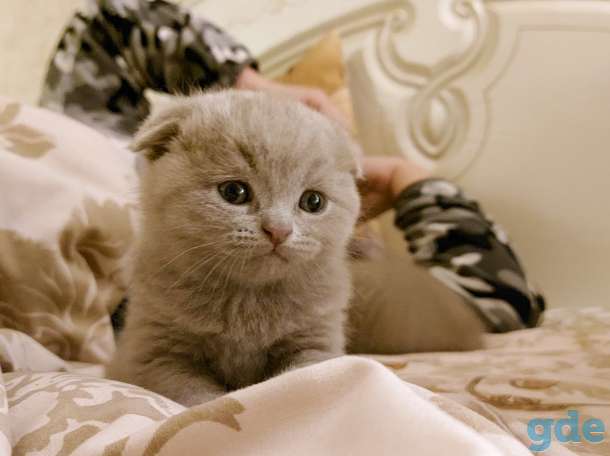 Шотландских котят, фотография 1