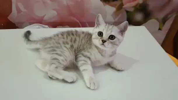 Шотландский котёнок, фотография 1