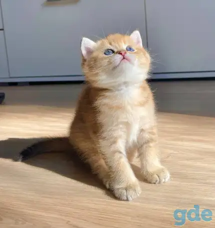 ЗОЛОТАЯ ШИНШИЛЛА шотландские котята, фотография 1