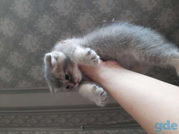 Шотландские котята, фотография 6