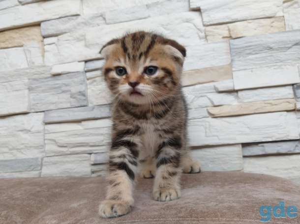Шотландские котята, фотография 5