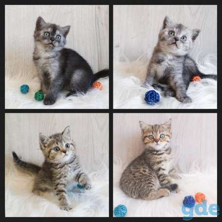Шотландские котята, фотография 1