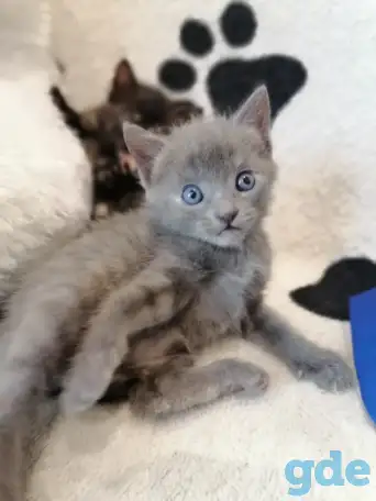 Котята Русская голубая, фотография 1