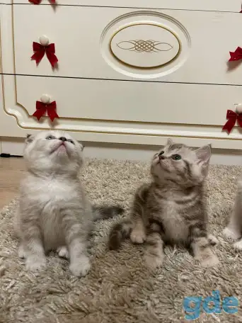 Шотландские мальчик скоттиш страйт и девочка скоттиш фолд, фотография 9