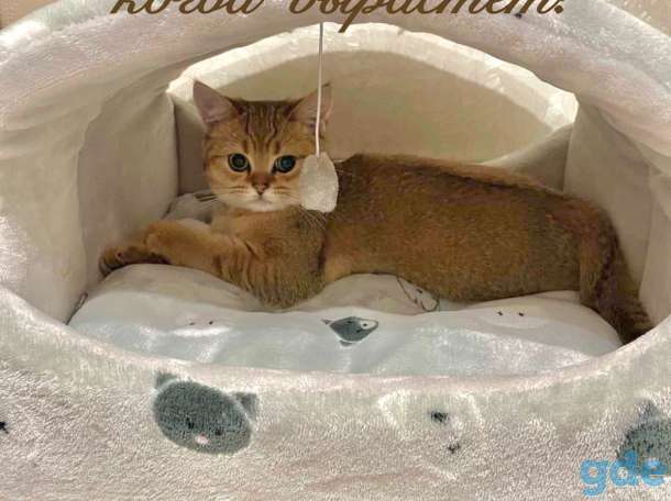Котята шотландские ЗОЛОТАЯ ШИНШИЛЛА, фотография 6