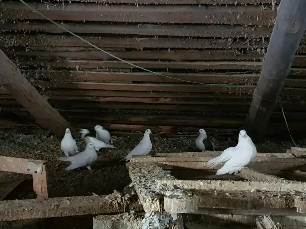 Голуби, фотография 2