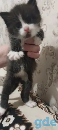 котята в хорошие руки, фотография 4