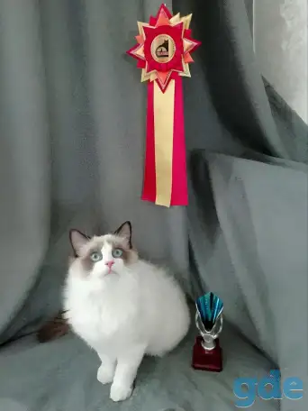 Котёнок Рэгдолл в любящую семью, фотография 7
