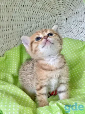 Шотландские котята ЗОЛОТАЯ ШИНШИЛЛА, фотография 6