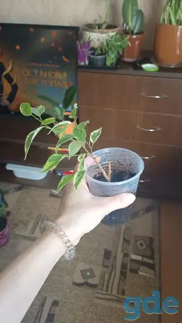 Фикус, фотография 1