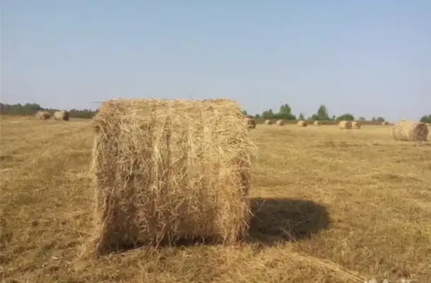 Продам сено, фотография 1
