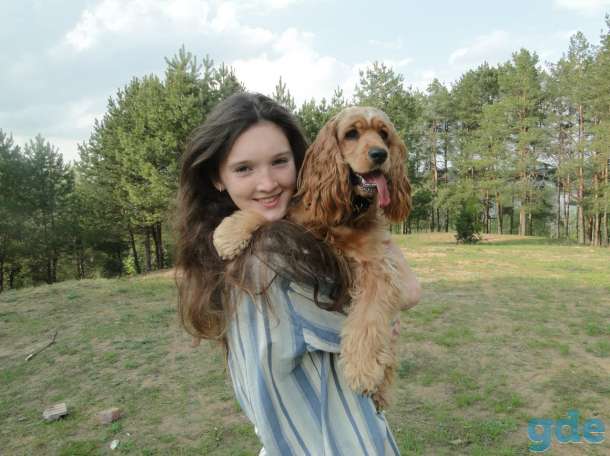 Продаются щенки спаниеля, фотография 2