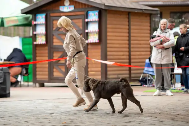 Открыт для вязок шикарный кобель шарпея, фотография 3