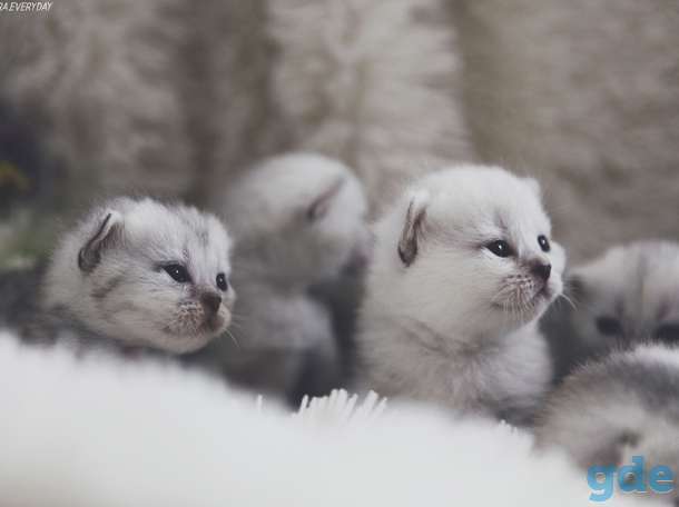 Котята шотландцы готовы к бронированию, фотография 11