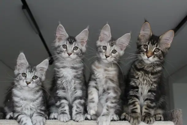 Котята мейн кун!, фотография 1