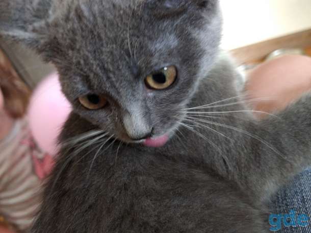 Милые котята, фотография 2