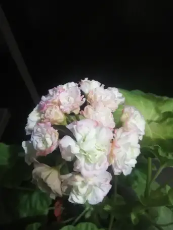 Пеларгония, фотография 1