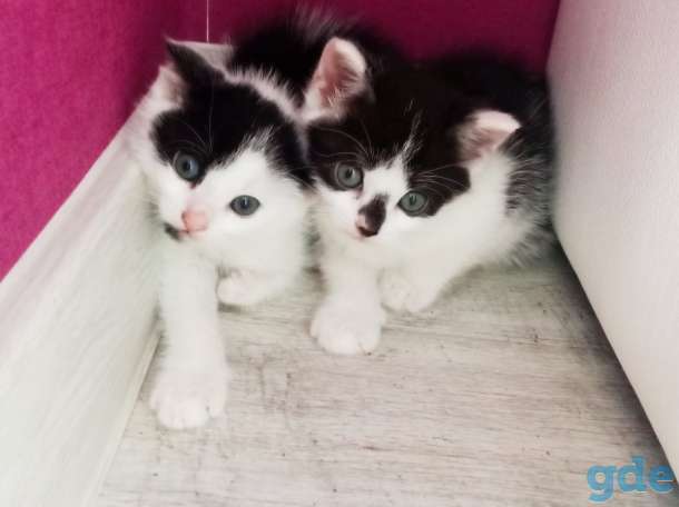 Котенок 2,5 месяца в добрые руки, фотография 2