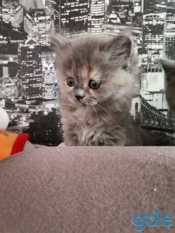 Котята, фотография 2