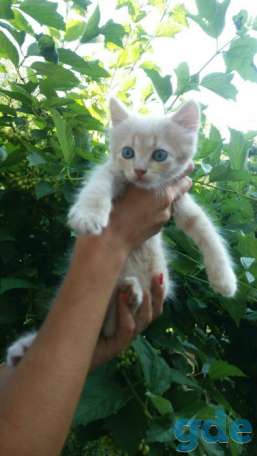 Уникальный котёнок, фотография 1