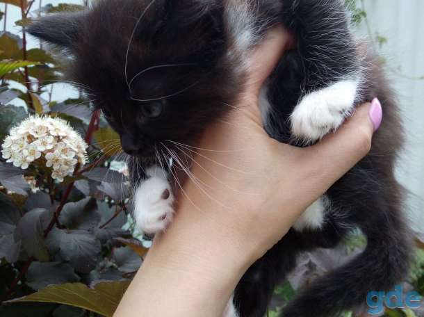 Отдам котят в хорошие руки, фотография 5