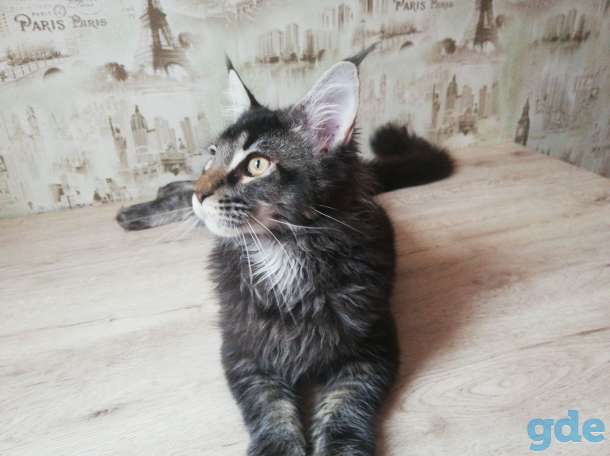 Котята Мейн Кун, фотография 4